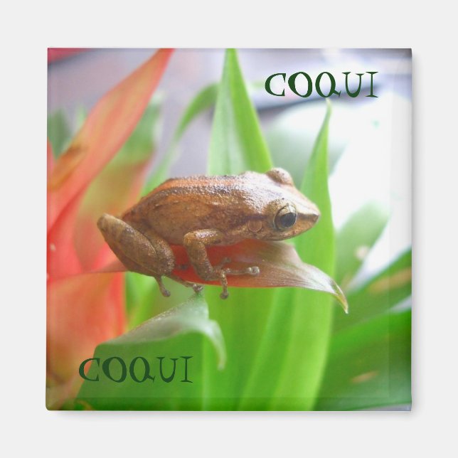 ÍMAN COQUI (Frente)