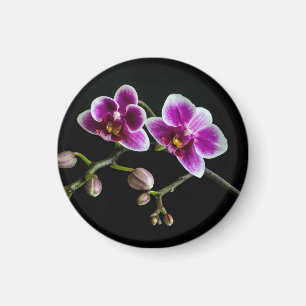 Íman Cor branca rosa-orquídea em preto pálido e suave