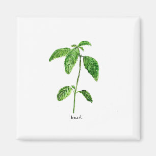Íman Cor d'água do jardim das plantas verdes de manjer