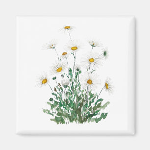 Íman cor-de-água branca de Margarida