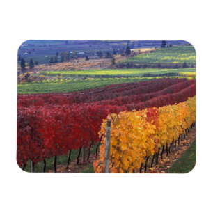 Íman Cor de queda intensa de vermelho e amarelo em Gehr