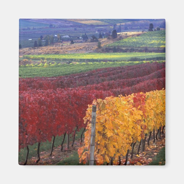 Íman Cor de queda intensa vermelha e amarela em Gehring (Frente)