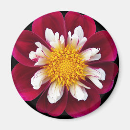 Íman Cor Vermelha e Branca Dahlia Floral