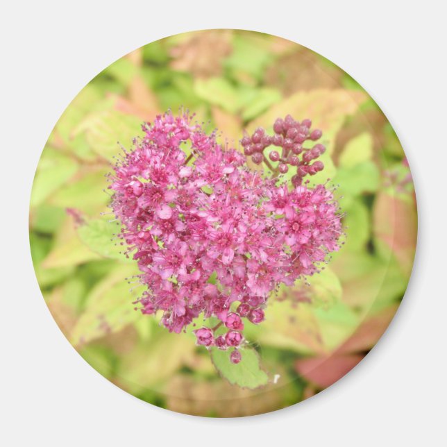 Íman Coração Flor Natural - perfurado pela seta. (Frente)