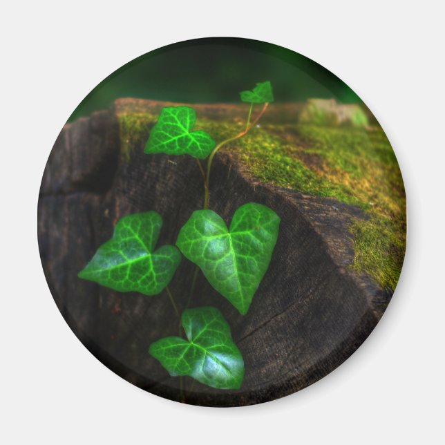 Íman Corações de Ivy (Frente)