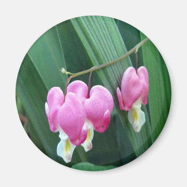 Íman Corações Sangrentos (Frente)