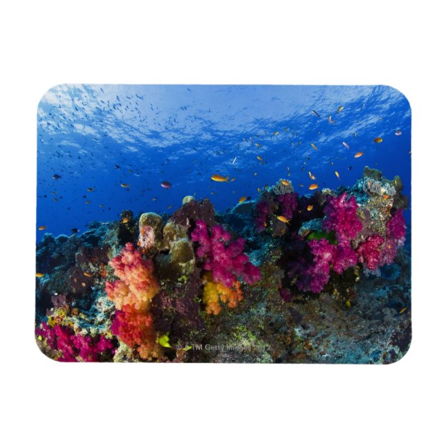 Íman Corais macios em recifes rasos, Fiji (Horizontal)