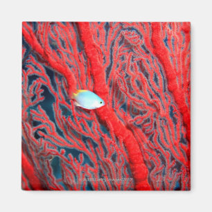 Íman coral