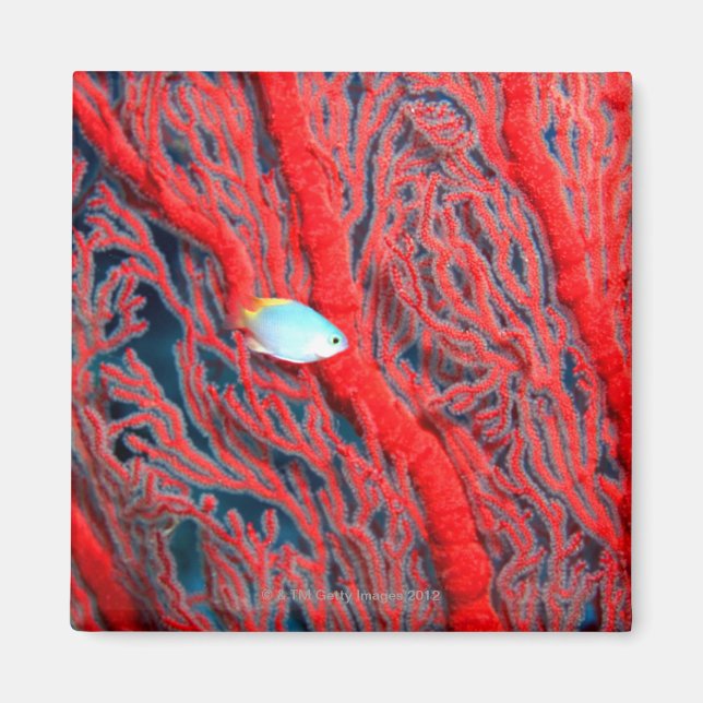 Íman coral (Frente)