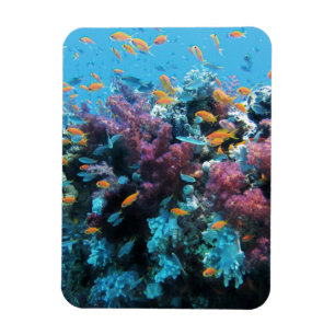 Íman Coral cor-de-rosa