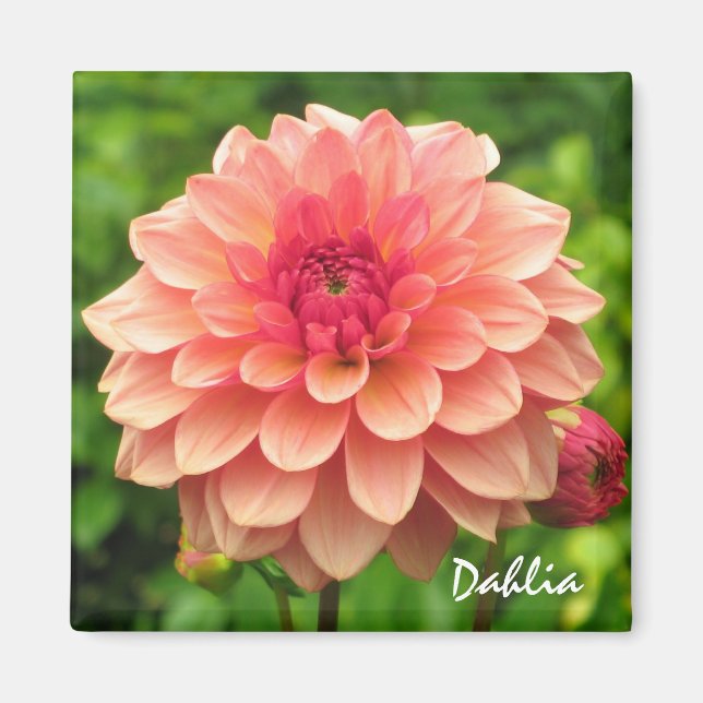 Íman Coral Dahlia Magnet (Frente)