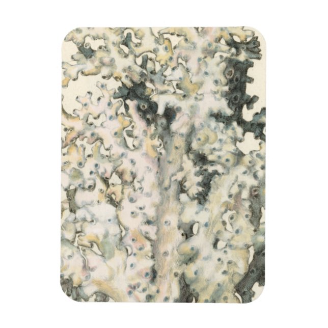 Íman Coral de Aquarela Antiquada (Vertical)