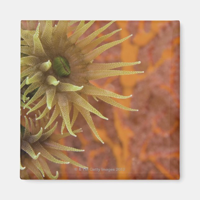 Íman Coral de copo laranja (Frente)