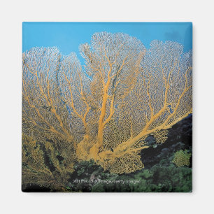 Íman Coral de Gorgonian
