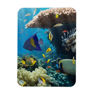 Íman Coral e peixes no Mar Vermelho, Egipto