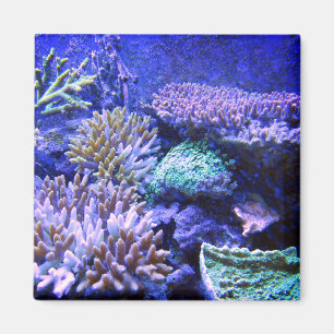 Íman Coral recife tropical Caribe verde azul roxo