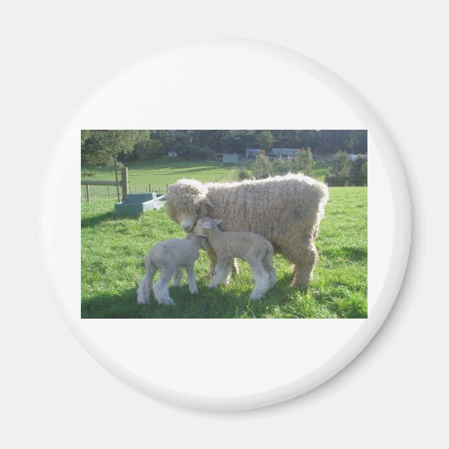 ÍMAN CORDEIRO PEQUENO (Frente)