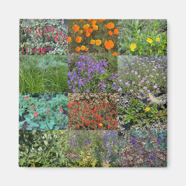 Íman Cores da Califórnia 2020