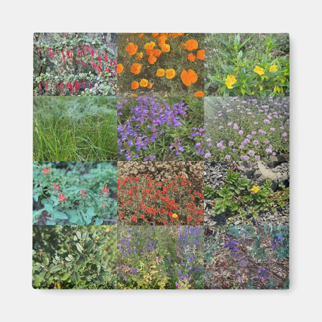 Íman Cores da Califórnia 2020 (Frente)