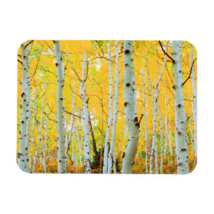 Íman Cores de outono das árvores Aspen 1
