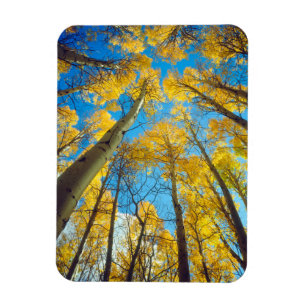 Íman Cores de outono das árvores Aspen 2
