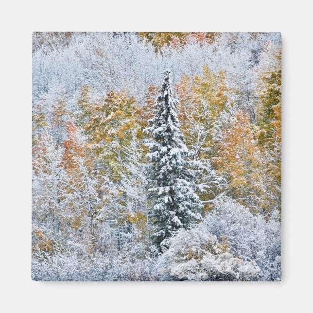 Íman Cores de Outono de Aspens & Snow Keebler Pass (Frente)