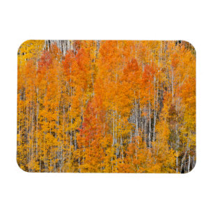 Íman Cores de outono em Aspen Groves