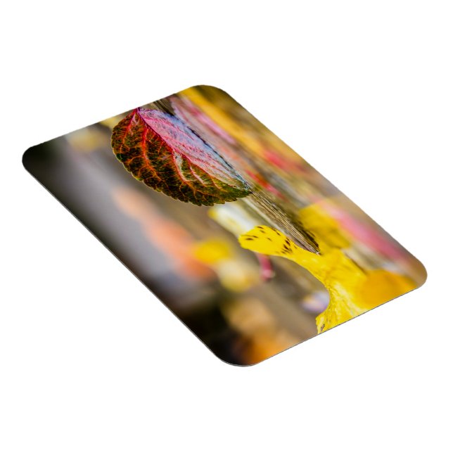 Íman Cores de queda (Lado Direito)