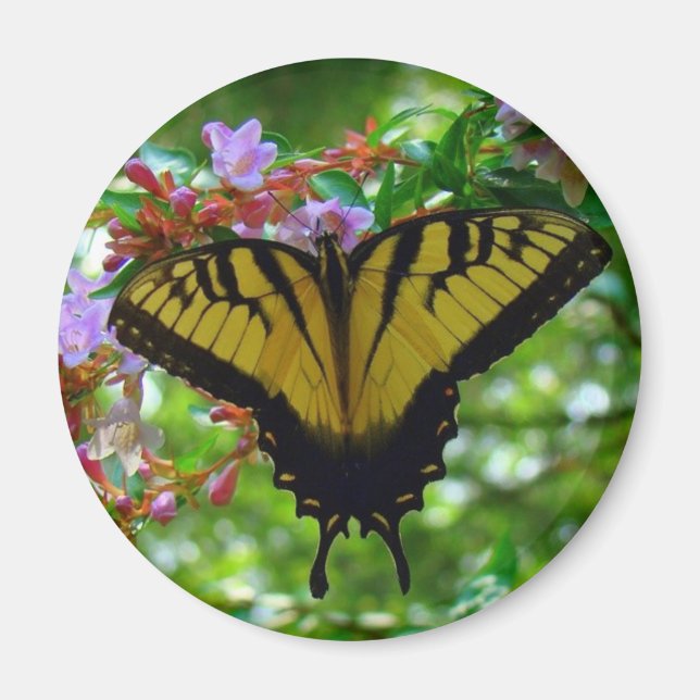 Íman Cores de Verão (Frente)