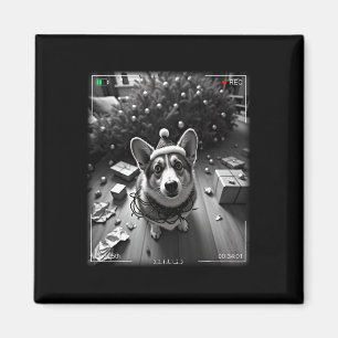 Íman Corgi de Natal Flagrado pela Câmera