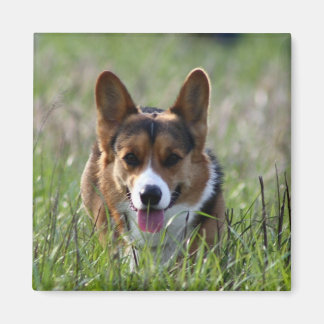 Íman Corgi Dog