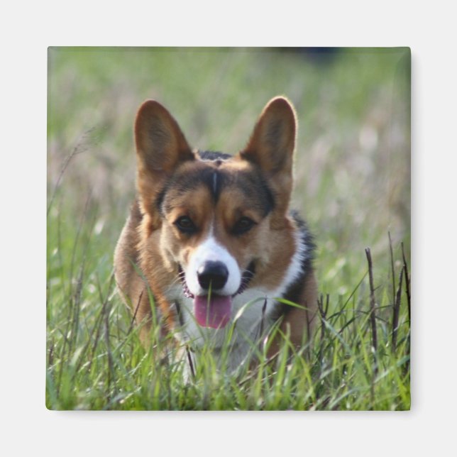 Íman Corgi Dog (Frente)