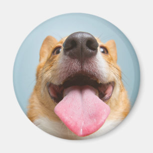 Íman Corgi muito feliz das imagens   de Getty