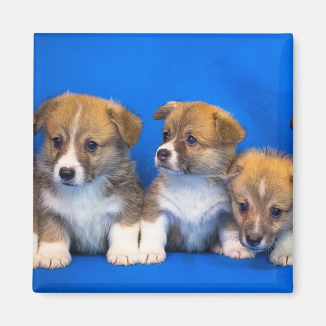 Íman Corgi Puppies (Frente)