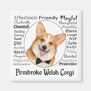 Íman Corgi Traits