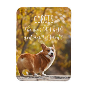Íman Corgis, os melhores antidepressivos do mundo