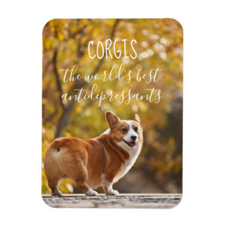 Íman Corgis, os melhores antidepressivos do mundo