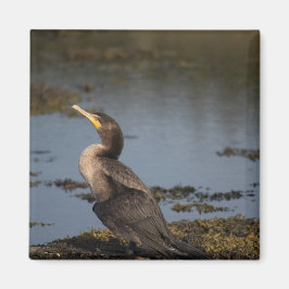 Íman Cormorão de peito duplo