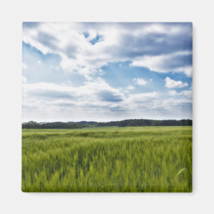 Íman Cornfields Verdes e Céu Azul