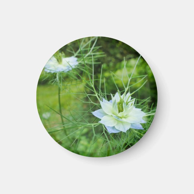 Íman Cornflower (Frente)