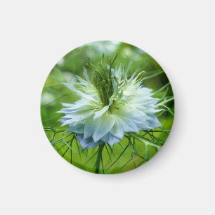 Íman Cornflower