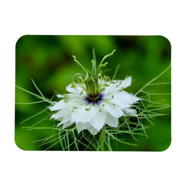 Íman Cornflower (Horizontal)