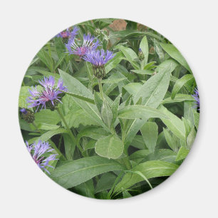 Íman Cornflower Magnet