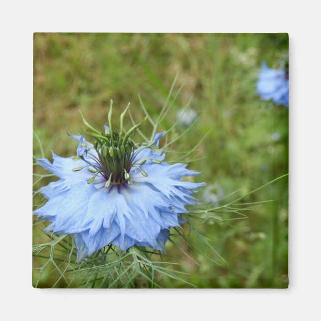 Íman Cornflower Magnet (Frente)