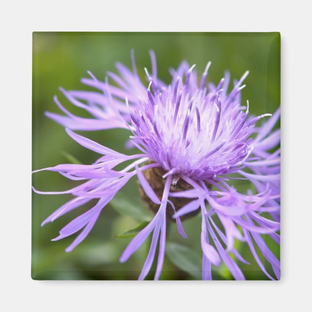 Íman Cornflower Roxo (Frente)