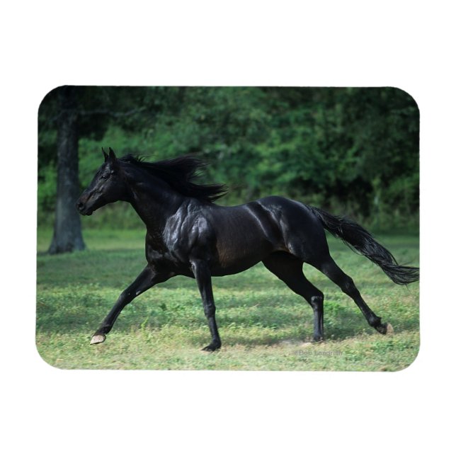 Íman Corredindo puro (Horizontal)