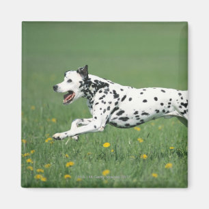 Íman Corredor Dalmatian