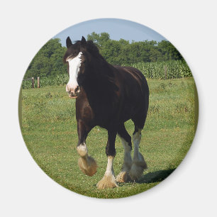Íman Corredor de Clydesdale