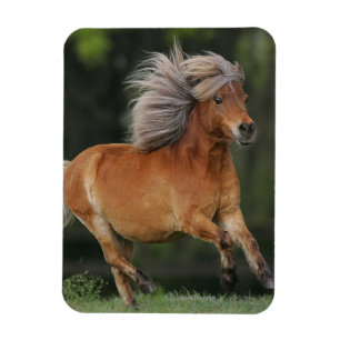 Íman Corredor diminuto do cavalo