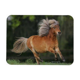 Íman Corredor diminuto do cavalo